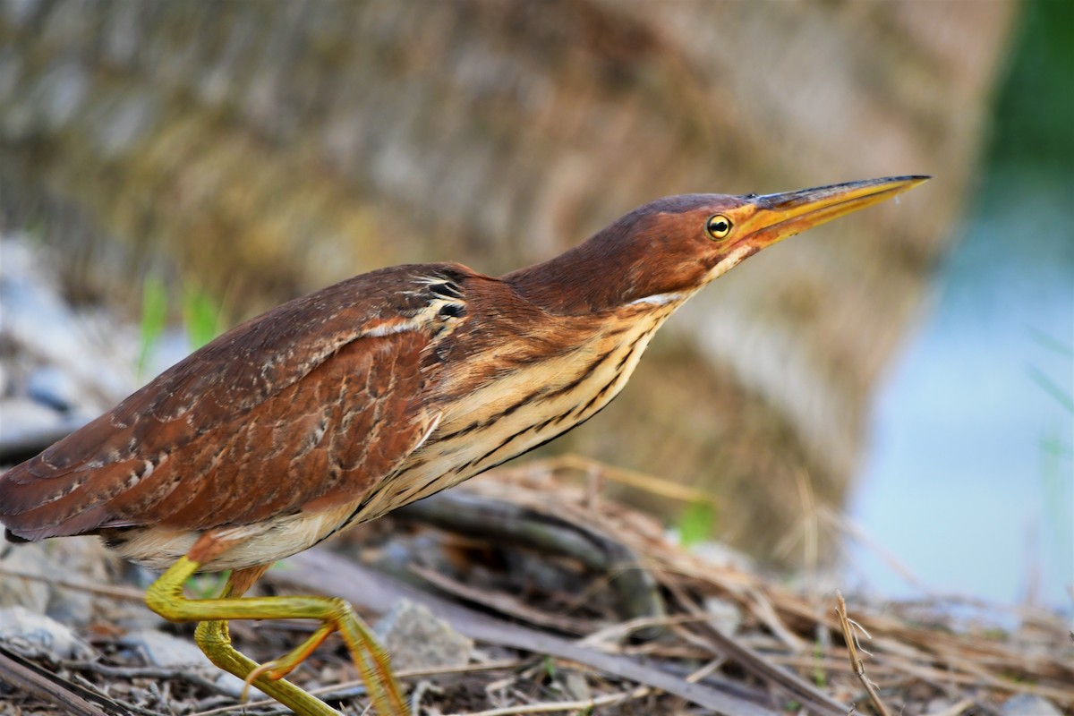 Cinnamon Bittern - ML495001201