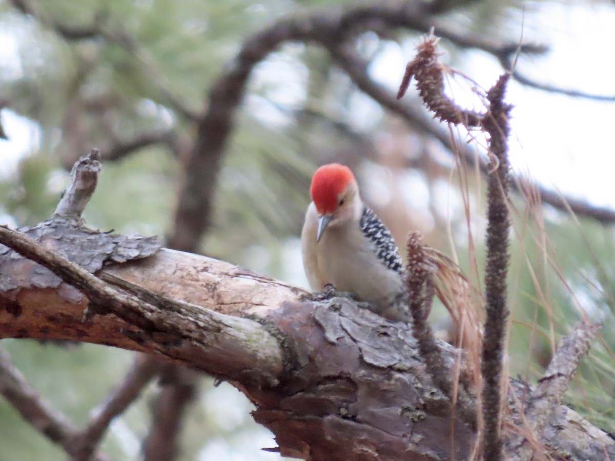 Red-bellied Woodpecker - ML495002371