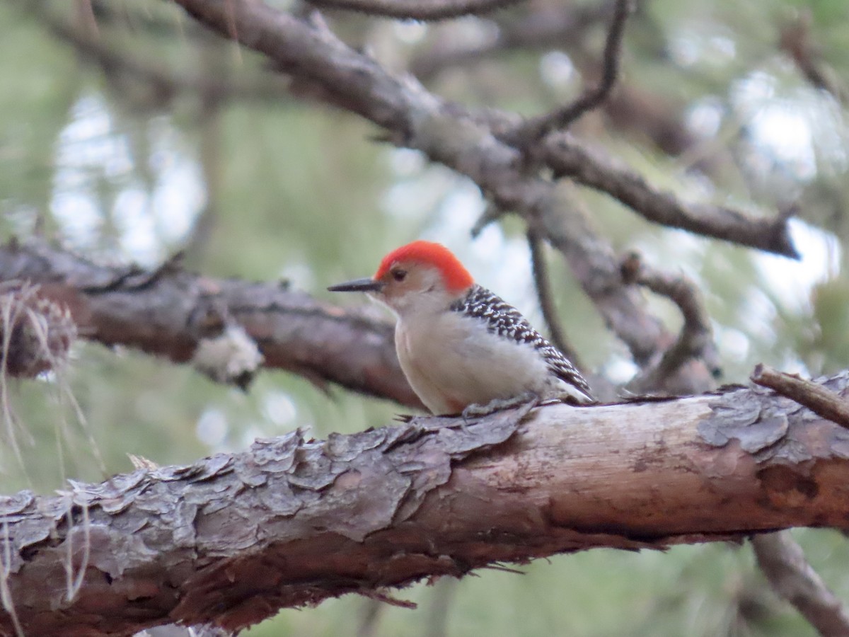 Red-bellied Woodpecker - ML495002381