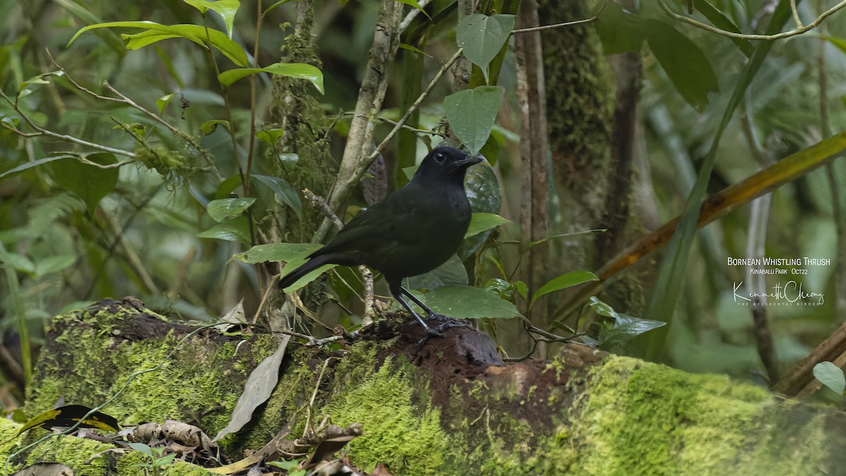 Борнейская синяя птица - ML495003591