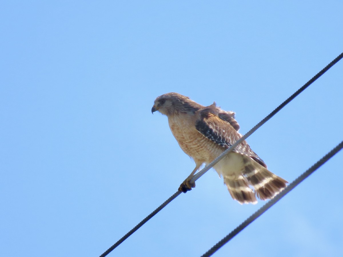 Red-shouldered Hawk - ML495003801