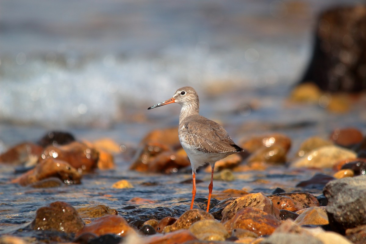 Common Redshank - ML495004731