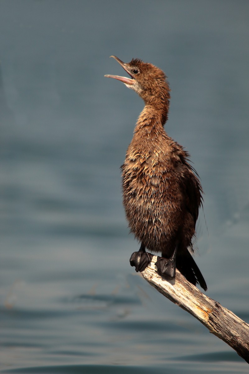 Pygmy Cormorant - ML495004811