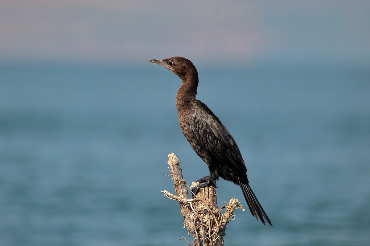 Pygmy Cormorant - ML495004831