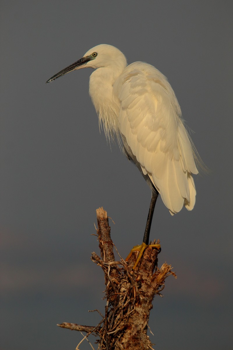 Little Egret - ML495004931