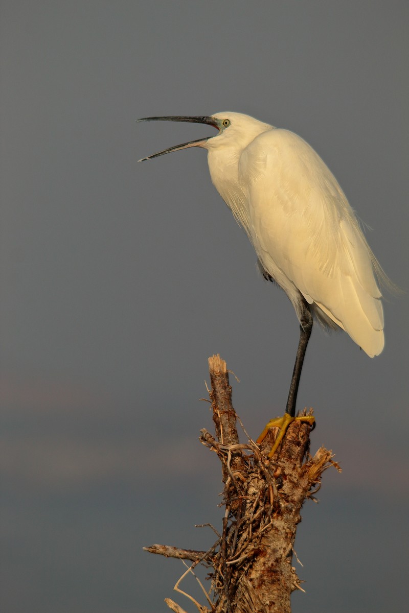 Little Egret - ML495004941