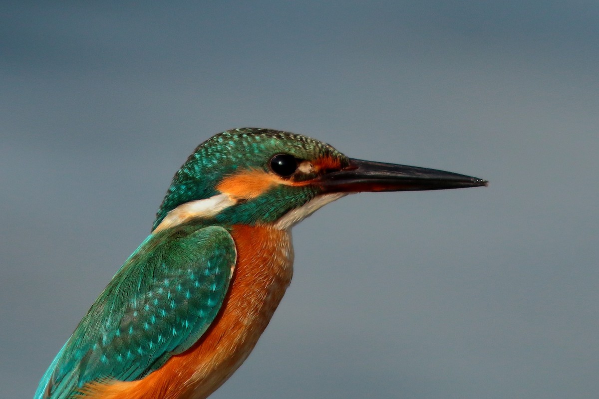 Common Kingfisher - ML495004981