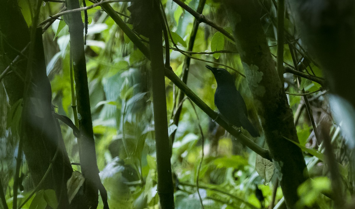 Mindanao Shortwing (undescribed form) - Forest Botial-Jarvis
