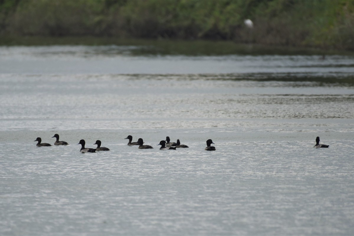 Tufted Duck - ML495007541