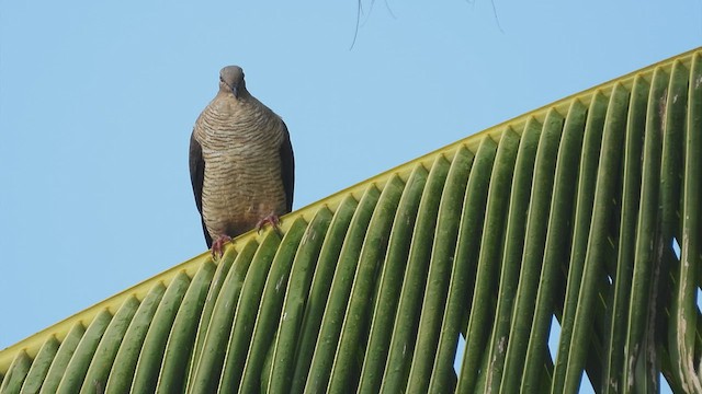 Flores Sea Cuckoo-Dove - ML495007591