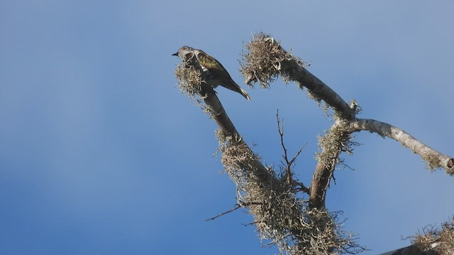 Little Bronze-Cuckoo - ML495007631