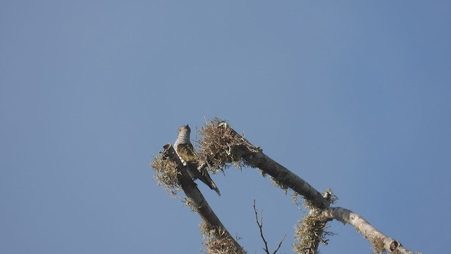 Little Bronze-Cuckoo - ML495007641