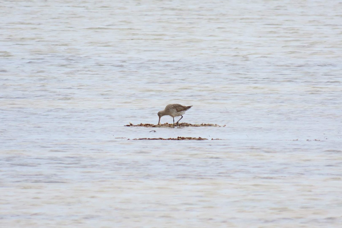 Bar-tailed Godwit - ML495008011