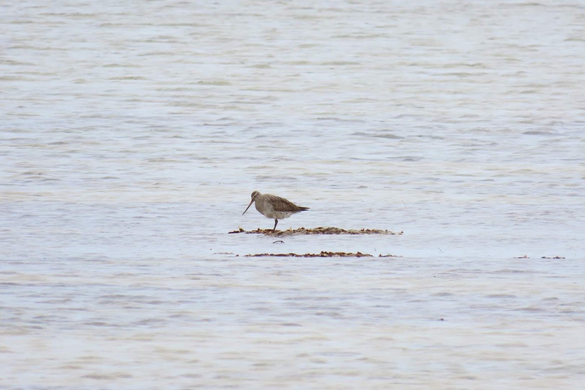 Bar-tailed Godwit - ML495008021