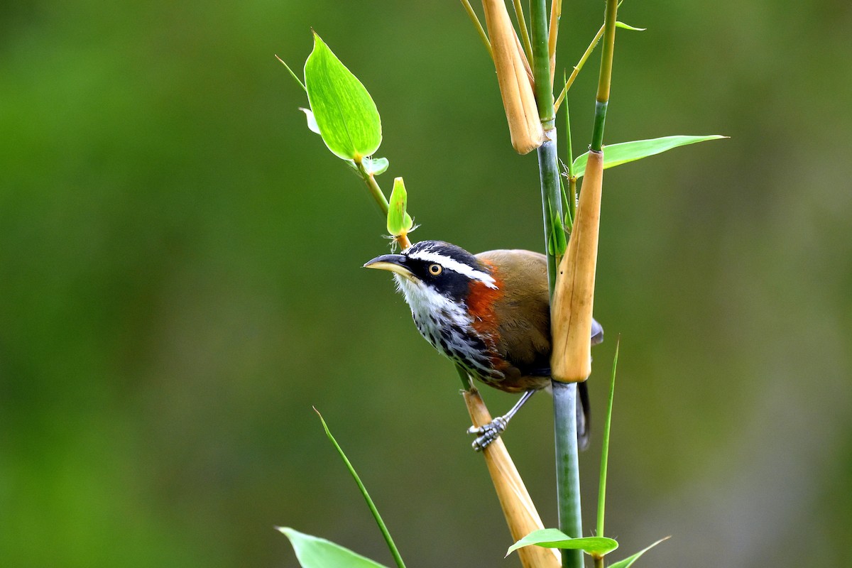 Taiwan Scimitar-Babbler - ML495008651