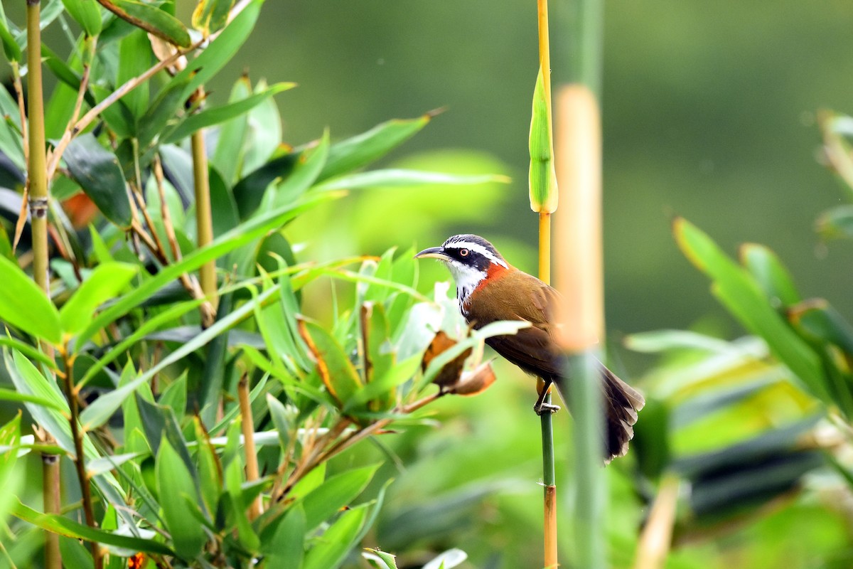 Taiwan Scimitar-Babbler - ML495008661