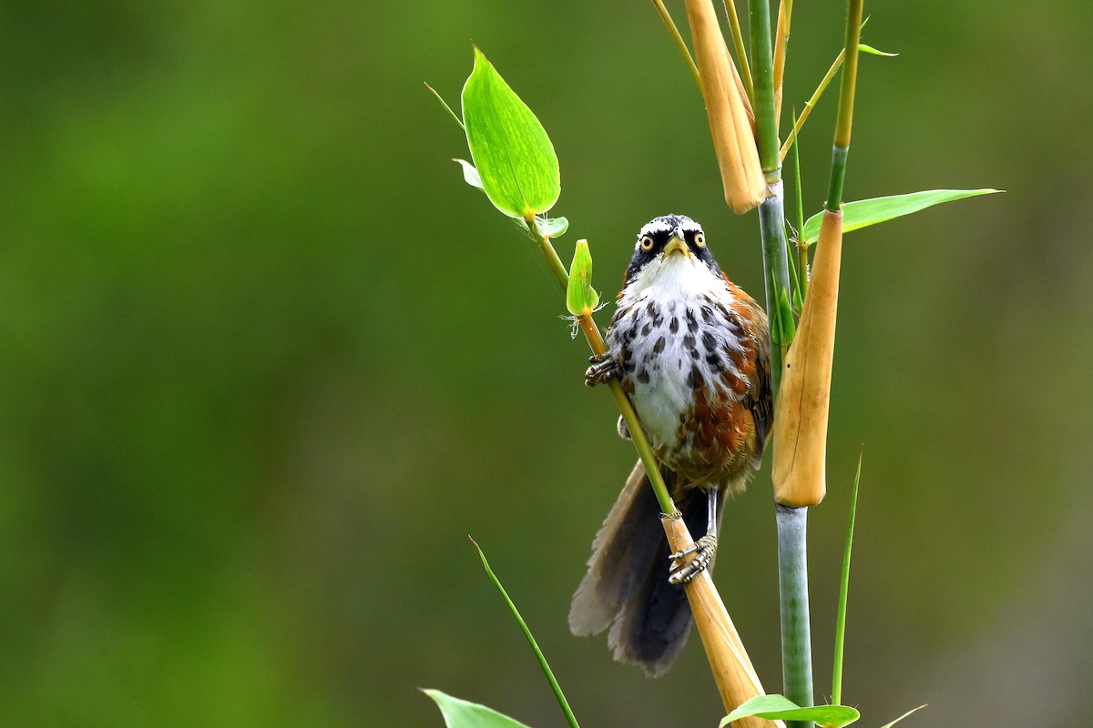 Taiwan Scimitar-Babbler - ML495008671