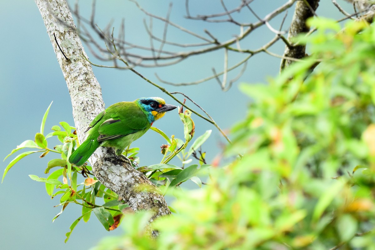 Taiwan Barbet - ML495008681