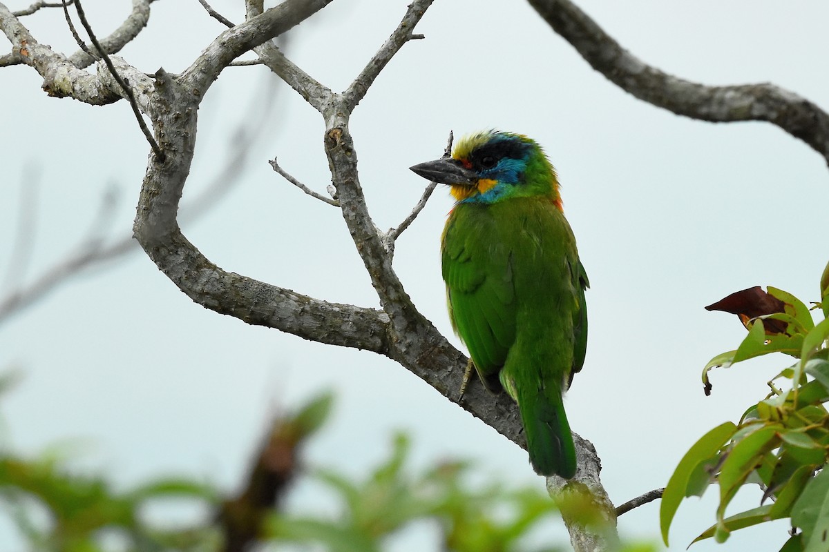 Taiwan Barbet - ML495008741