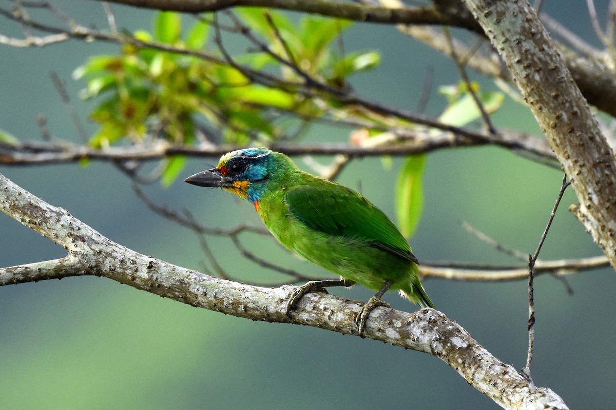 Taiwan Barbet - ML495008771