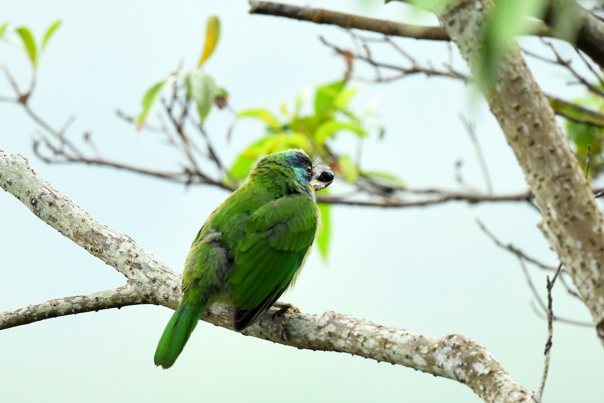 Taiwan Barbet - ML495008791