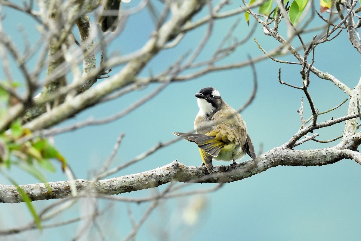 Light-vented Bulbul (formosae/orii) - ML495008811