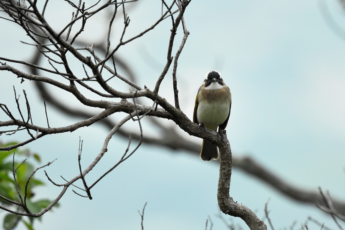 Light-vented Bulbul (formosae/orii) - ML495008871