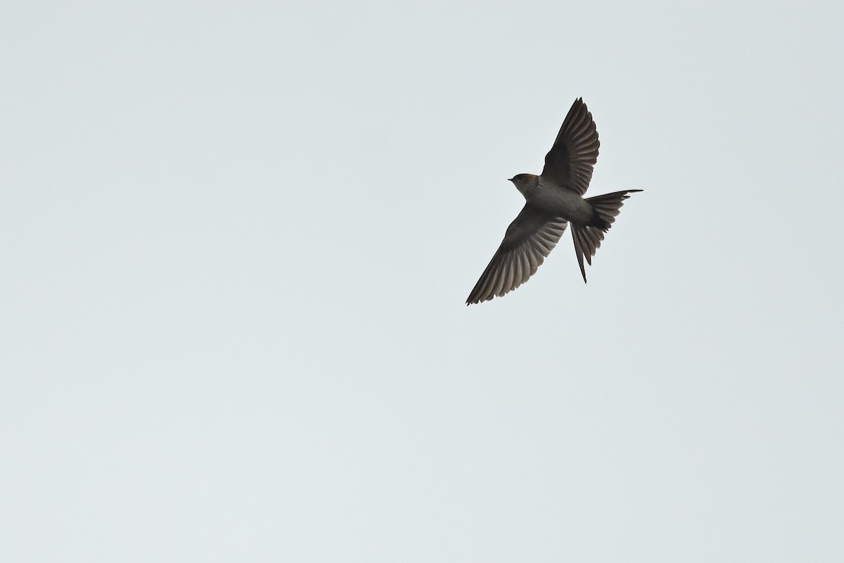 Striated Swallow - ML495008881