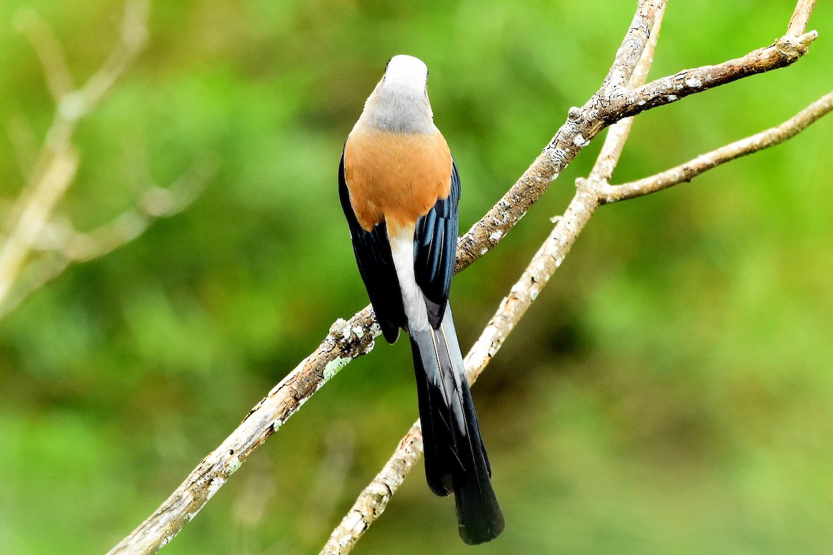 Gray Treepie - ML495008981