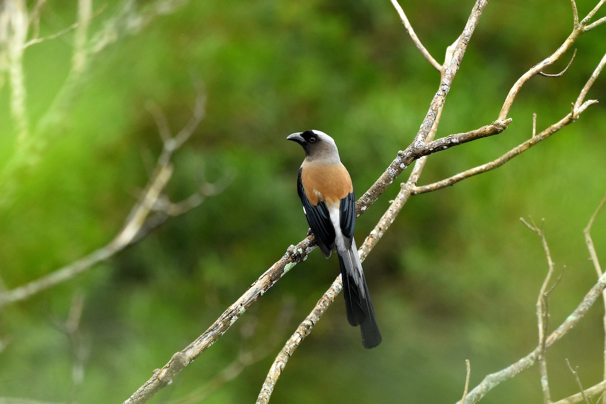 Gray Treepie - ML495008991