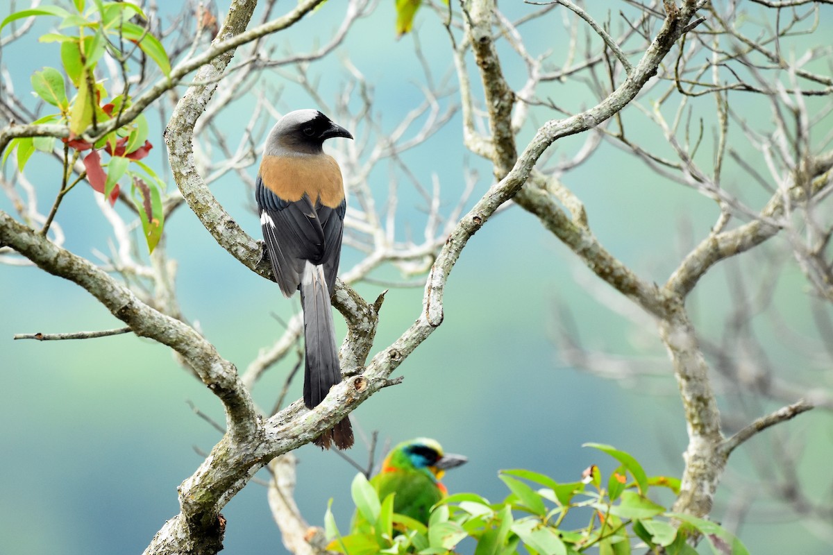 Gray Treepie - ML495009011