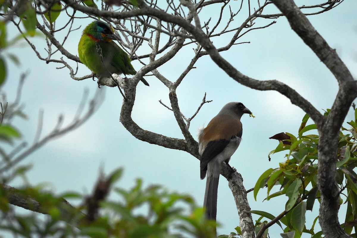 Gray Treepie - ML495009031