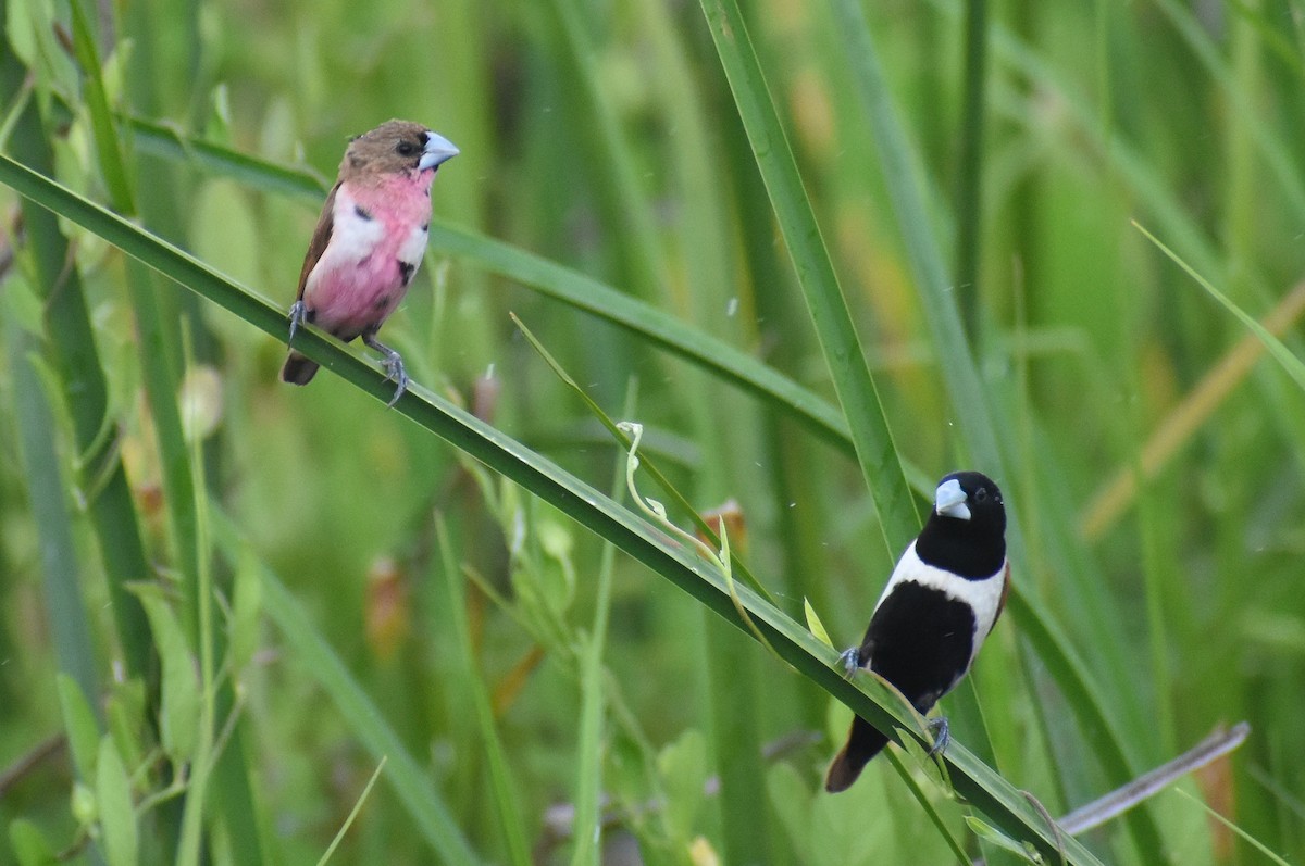 Tricolored Munia - ML495009201