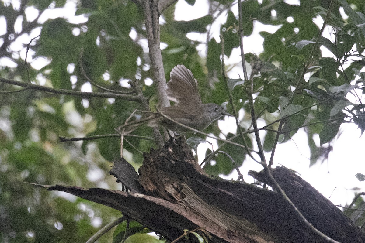 Yellow-streaked Greenbul (Yellow-streaked) - ML495009531