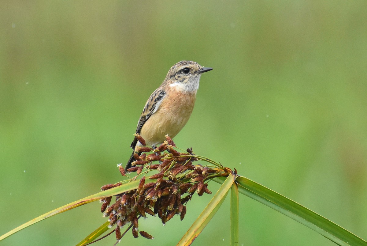 Siberian Stonechat - Anand Birdlife