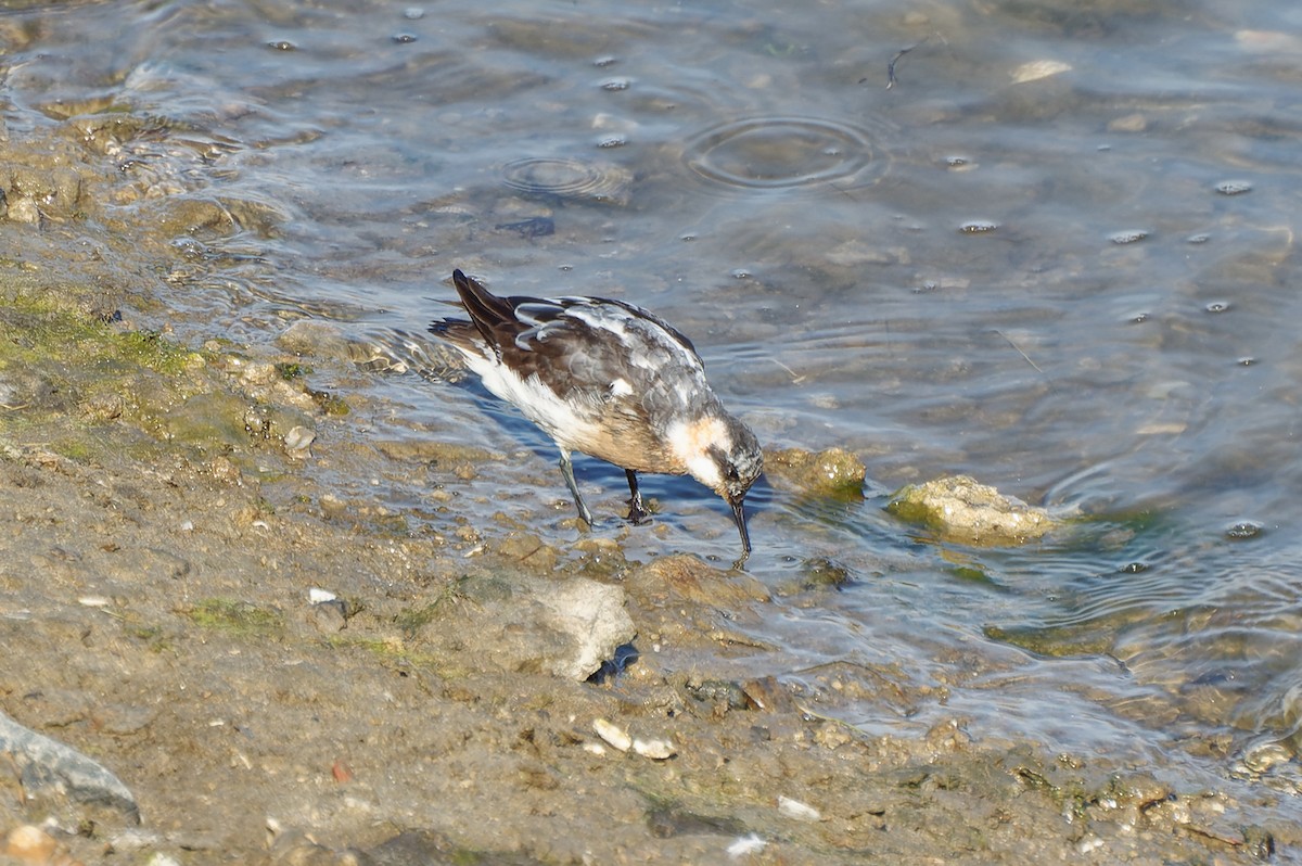 Red-necked Phalarope - ML495010051