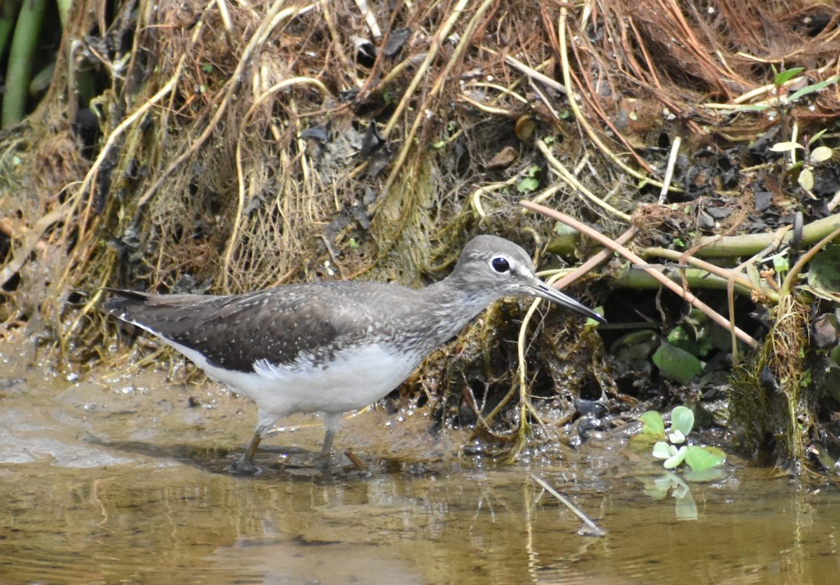 Green Sandpiper - Anand Birdlife