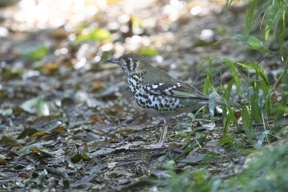Spotted Ground-Thrush (Spotted) - ML495010301