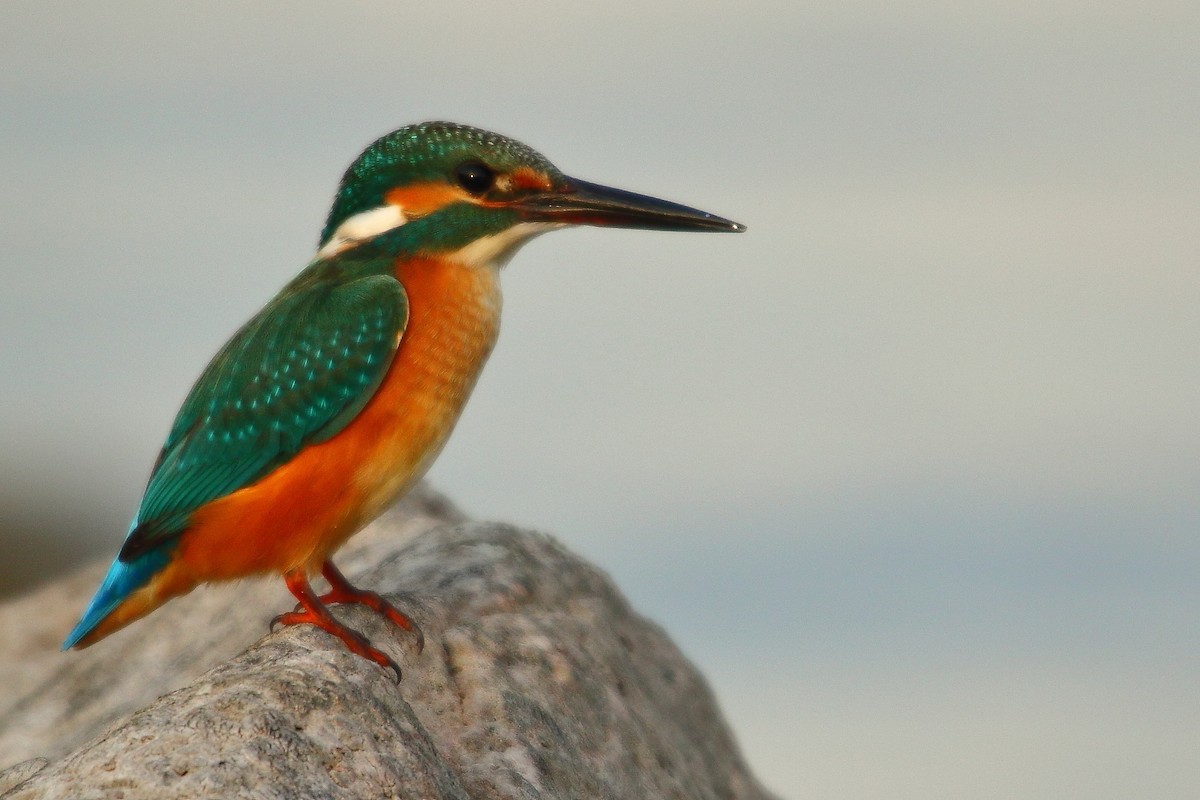 Common Kingfisher - Liron Grau