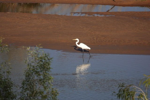 Great Egret - ML495012121