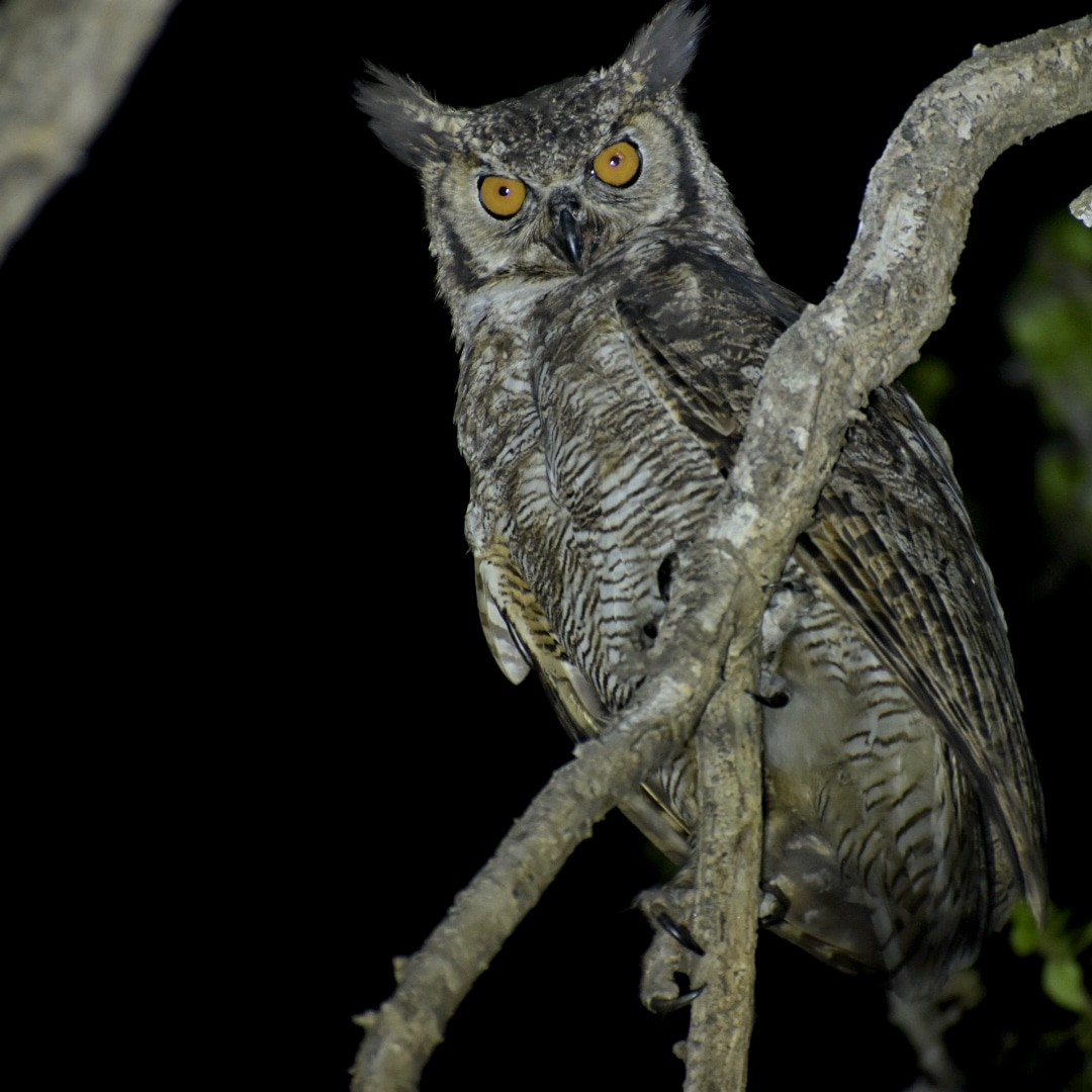 Great Horned Owl - ML495012721