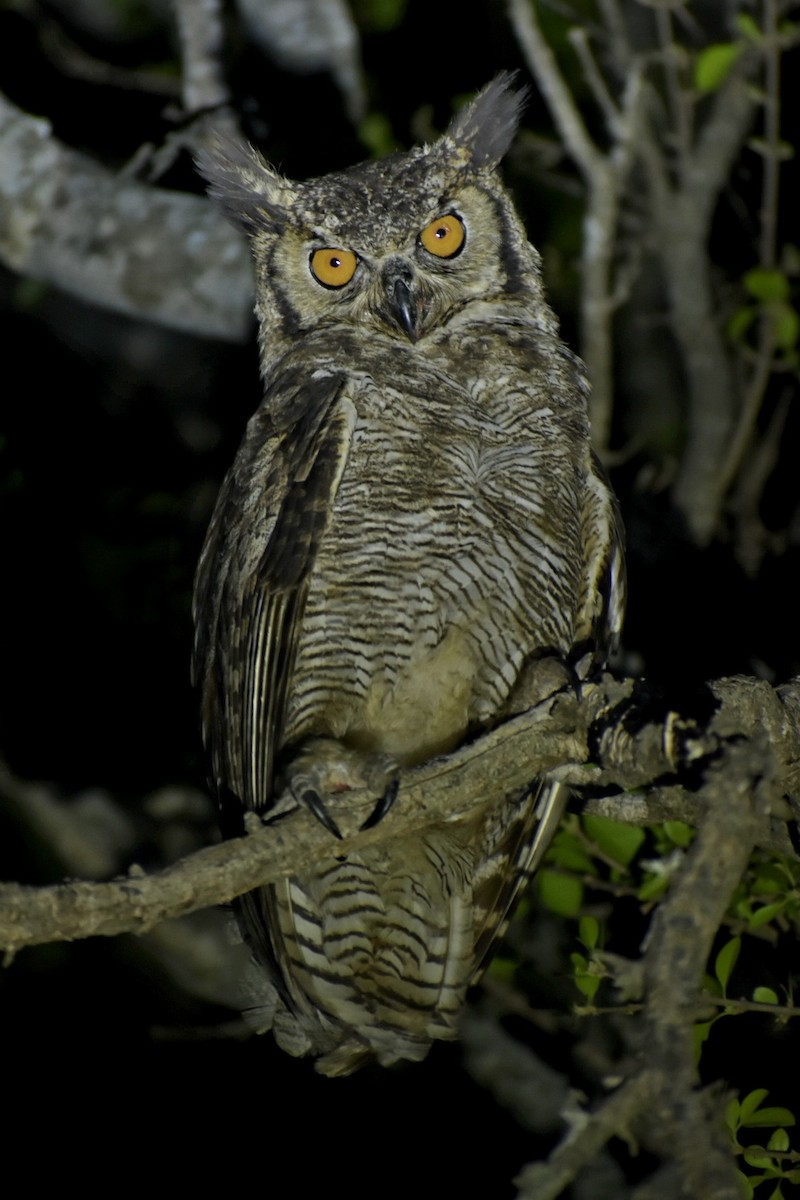 Great Horned Owl - ML495012731