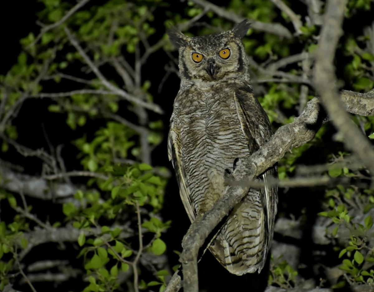 Great Horned Owl - ML495012741