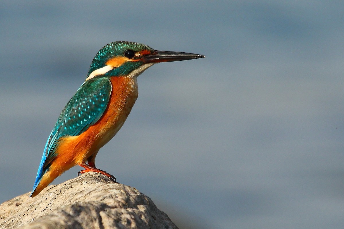 Common Kingfisher - ML495013091