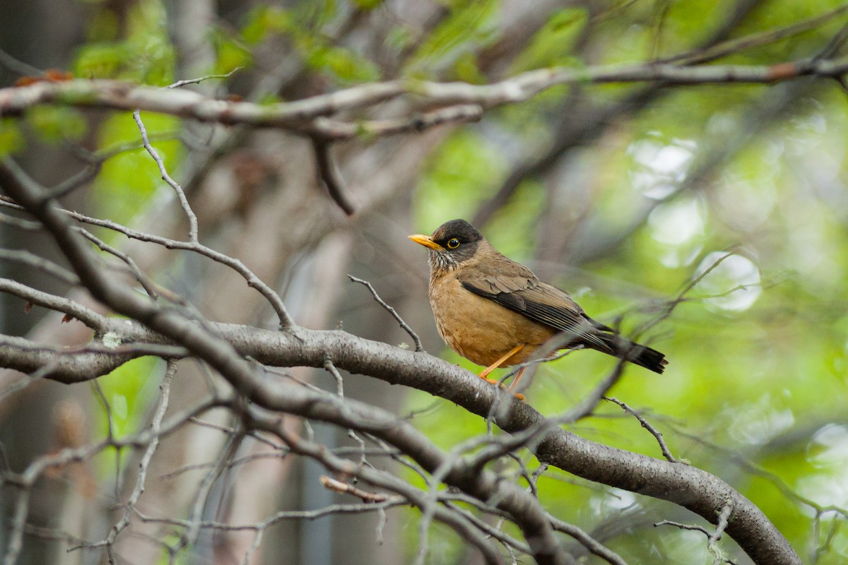 Austral Thrush - ML495014481