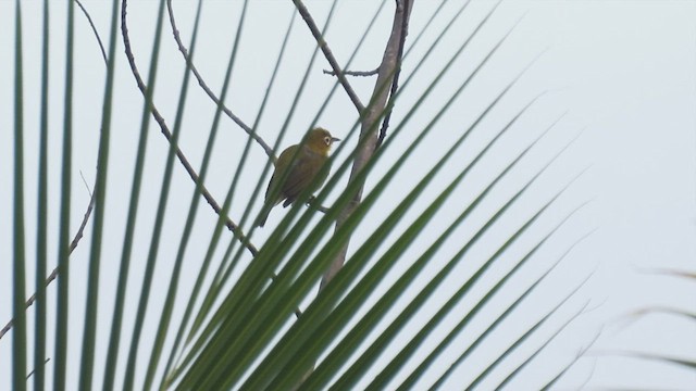 Lemon-bellied White-eye - ML495014701