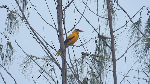 Black-naped Oriole - ML495014821