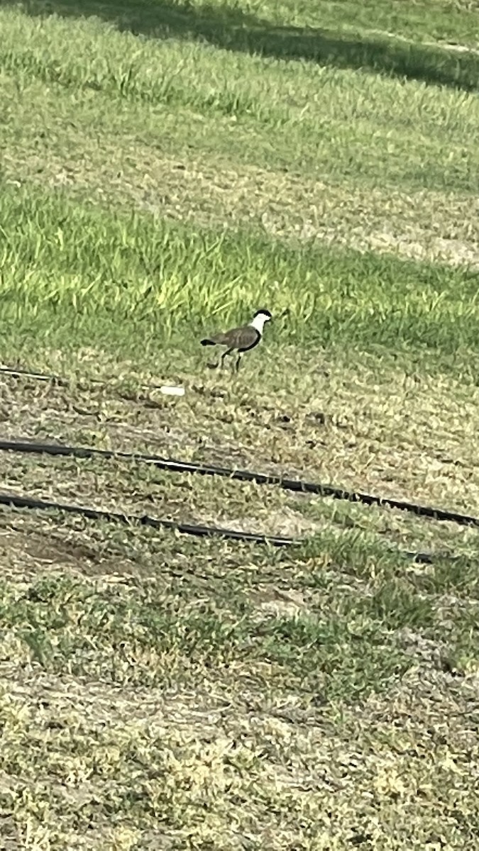 Spur-winged Lapwing - ML495015261