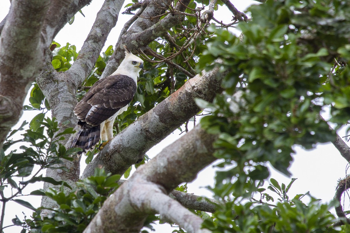 Ornate Hawk-Eagle - ML495015321