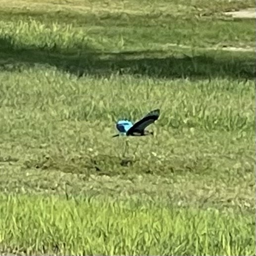 Indian Roller - ML495015511